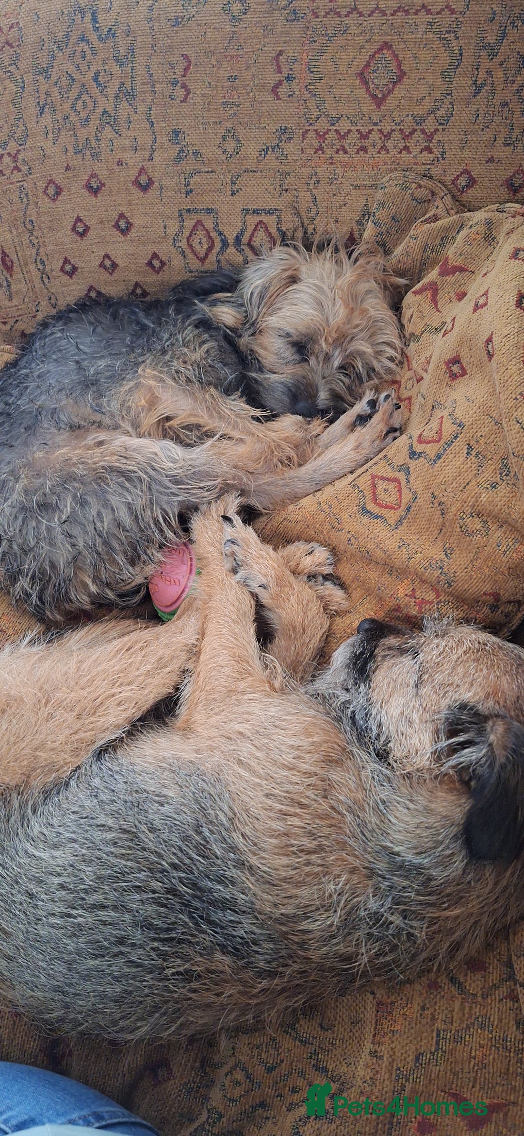 Border Terrier dogs for sale: Grizzle Border terrier pups slem tested parents  - Image 9