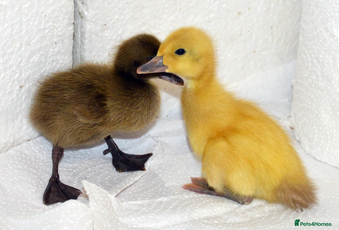Ducks poultry for sale: Pure bred Ducklings Sexed: IR,Campbell,Harlequin - Advert 1