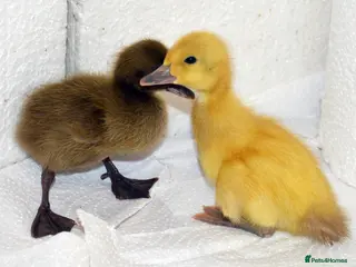 Ducks poultry Pure bred Ducklings Sexed: IR,Campbell,Harlequin - Advert 7