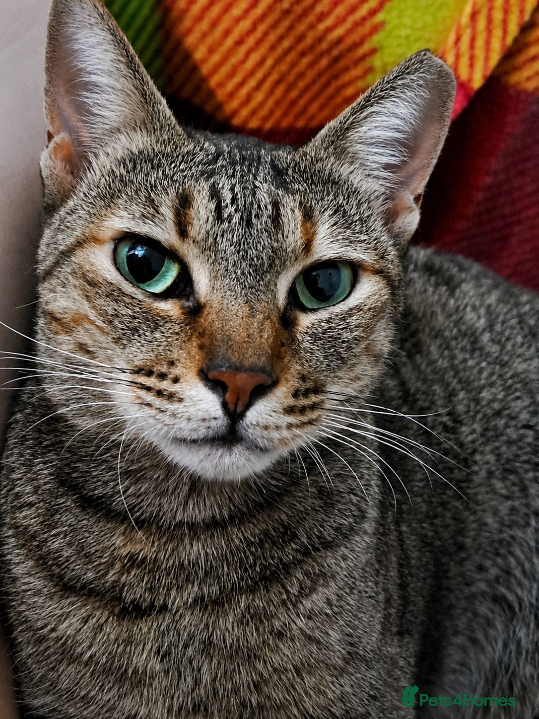 Mixed Breed cats Little Joana - gentle loving girl - Advert 1