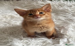Abyssinian cats for sale: Pure pedigree Tica registered Abyssinian kittens  - Image 5