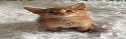 Abyssinian cats for sale: Pure pedigree Tica registered Abyssinian kittens  - Advert 18