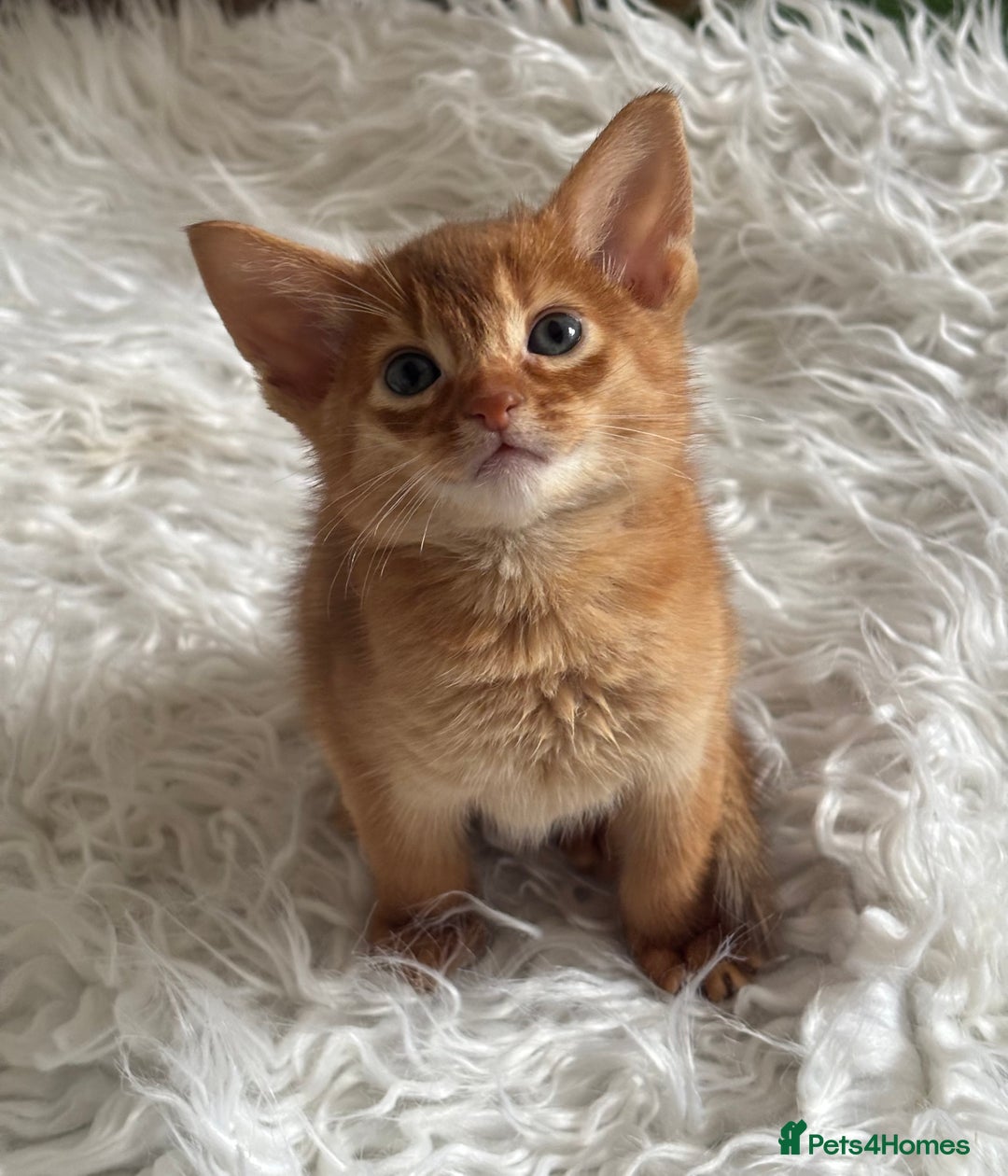 Abyssinian cats for sale: Pure pedigree Tica registered Abyssinian kittens  - Image 5