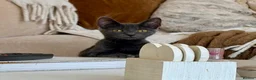 Domestic Shorthair cats for adoption: Mabel & Maya, 6 month old sister pair  - Advert 3