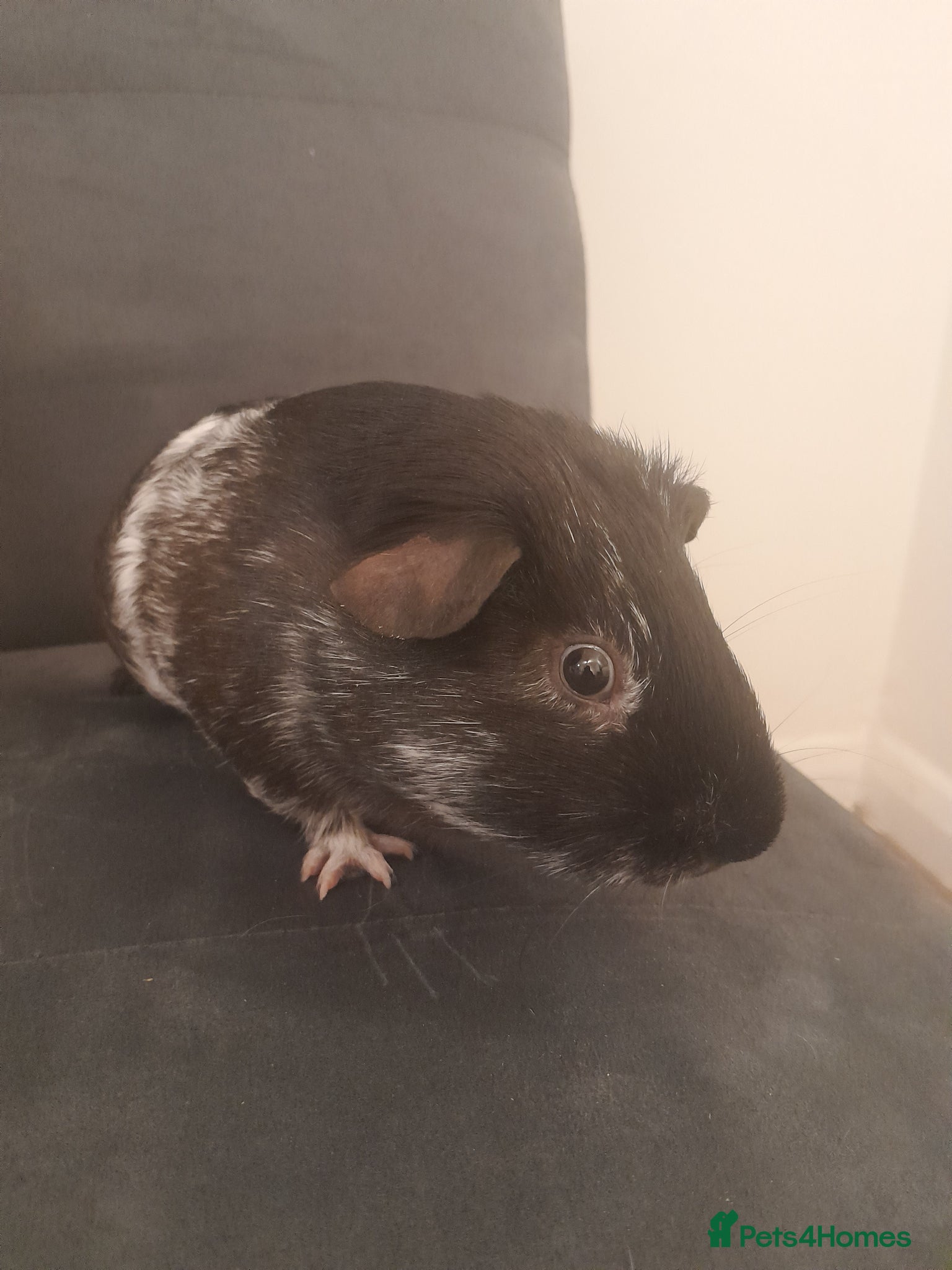 Guinea Pig rodents White and black guinea pig for sale - Advert 15