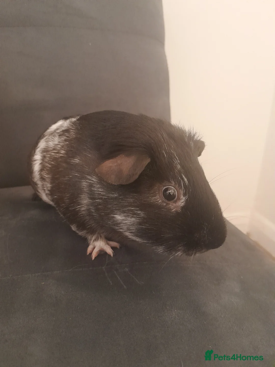 Guinea Pig rodents for sale: White and black guinea pig for sale in Harrow - Advert 1