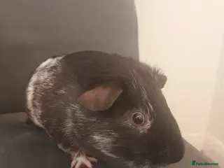 Guinea Pig rodents White and black guinea pig for sale - Advert 15