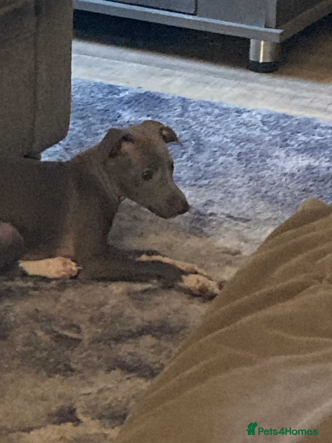 Italian Greyhound dogs for sale: Kennel club registered Italian greyhound puppies - Advert 6