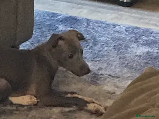 Italian Greyhound dogs Kennel club registered Italian greyhound puppies - Advert 6