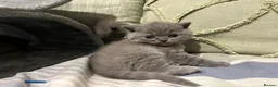 British Shorthair cats for sale: BSH beautiful Kittens 💗💙💗💙 - Advert 2
