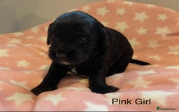 Cockapoo dogs for sale: Stunning F2 Cockapoo puppies fully DNA tested  - Image 10