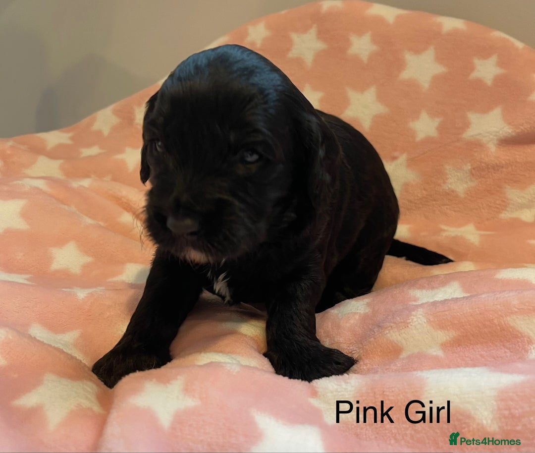 Cockapoo dogs for sale: Stunning F2 Cockapoo puppies fully DNA tested  - Image 10