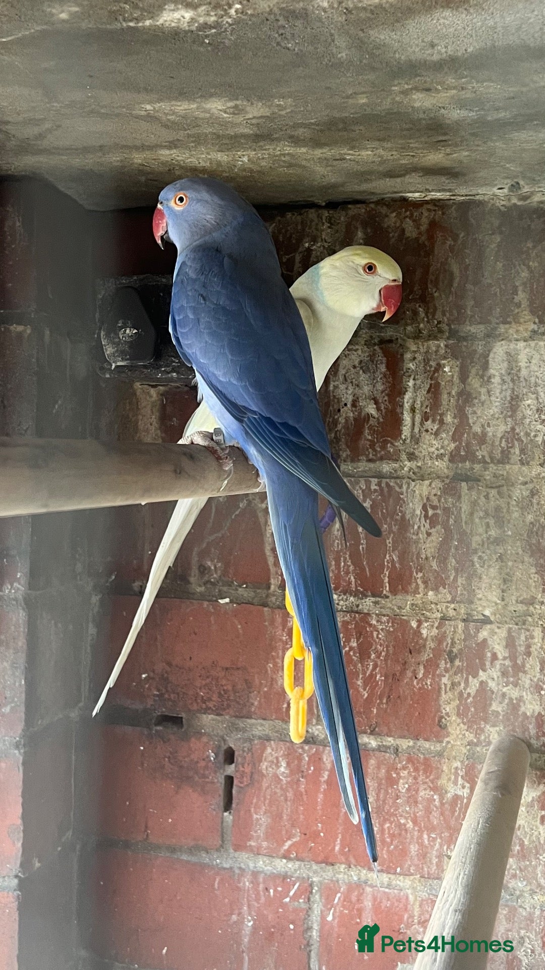 Mixed Breed birds Birds for sale *read description*  - Advert 2