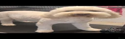 Mixed Breed dogs for sale: Shepadoodles extensively health tested parentage  - Advert 12