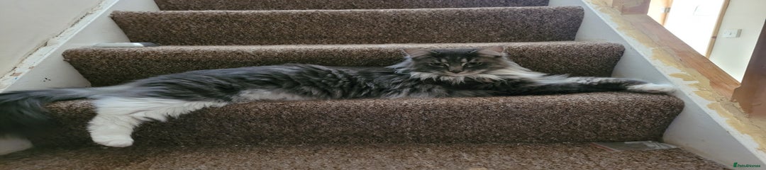 Maine Coon Kitten 1