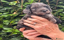 Cockapoo dogs for sale: DNA clear / Licensed Breeder for peace of mind  - Image 16