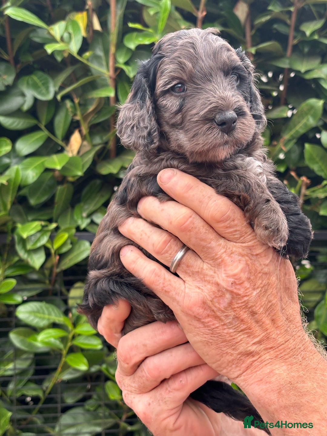 Cockapoo dogs for sale: DNA clear / Licensed Breeder for peace of mind  - Image 16