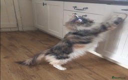 Maine Coon cats for sale: Gorgeous Maine Coon Girl - Image 4