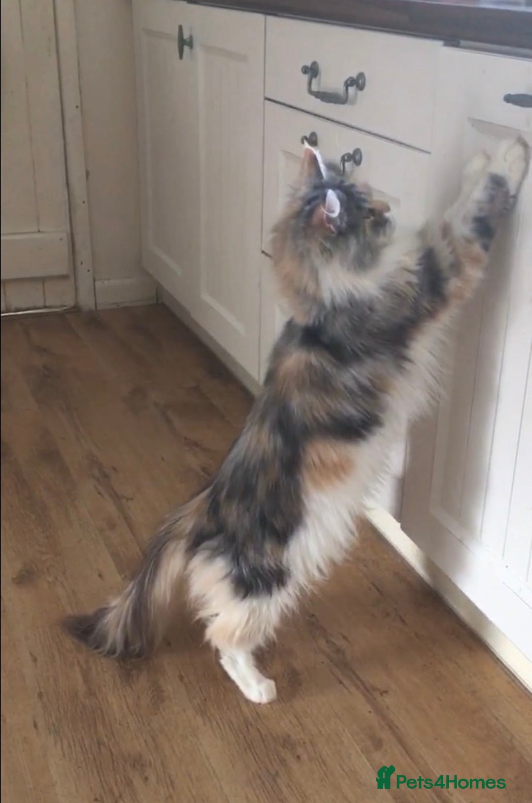 Maine Coon cats for sale: Gorgeous Maine Coon Girl - Image 4