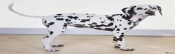 Dalmatian dogs for sale: Dalmatian  in Newton Aycliffe - Advert 4