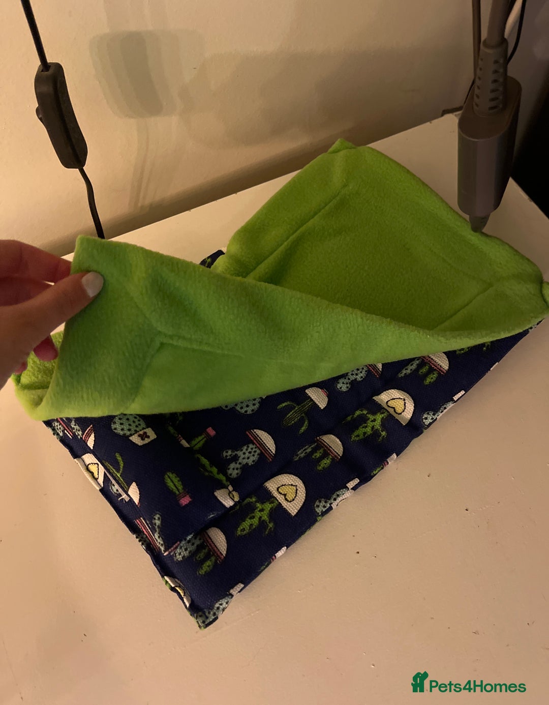 Bearded Dragon reptiles for sale: Sweetest Rankin Dragon needing a new home - Advert 10