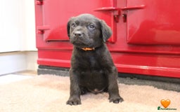 Labrador Retriever dogs for sale: Lovely Labrador Puppies ready next weekend - Image 12
