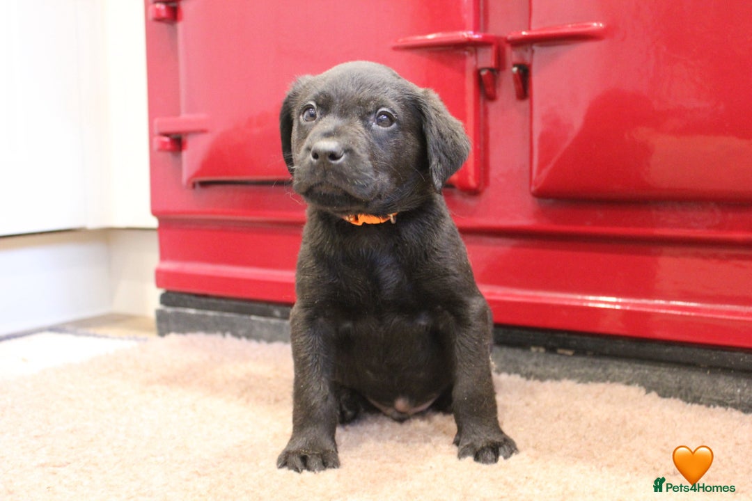 Labrador Retriever dogs for sale: Lovely Labrador Puppies ready next weekend - Image 12
