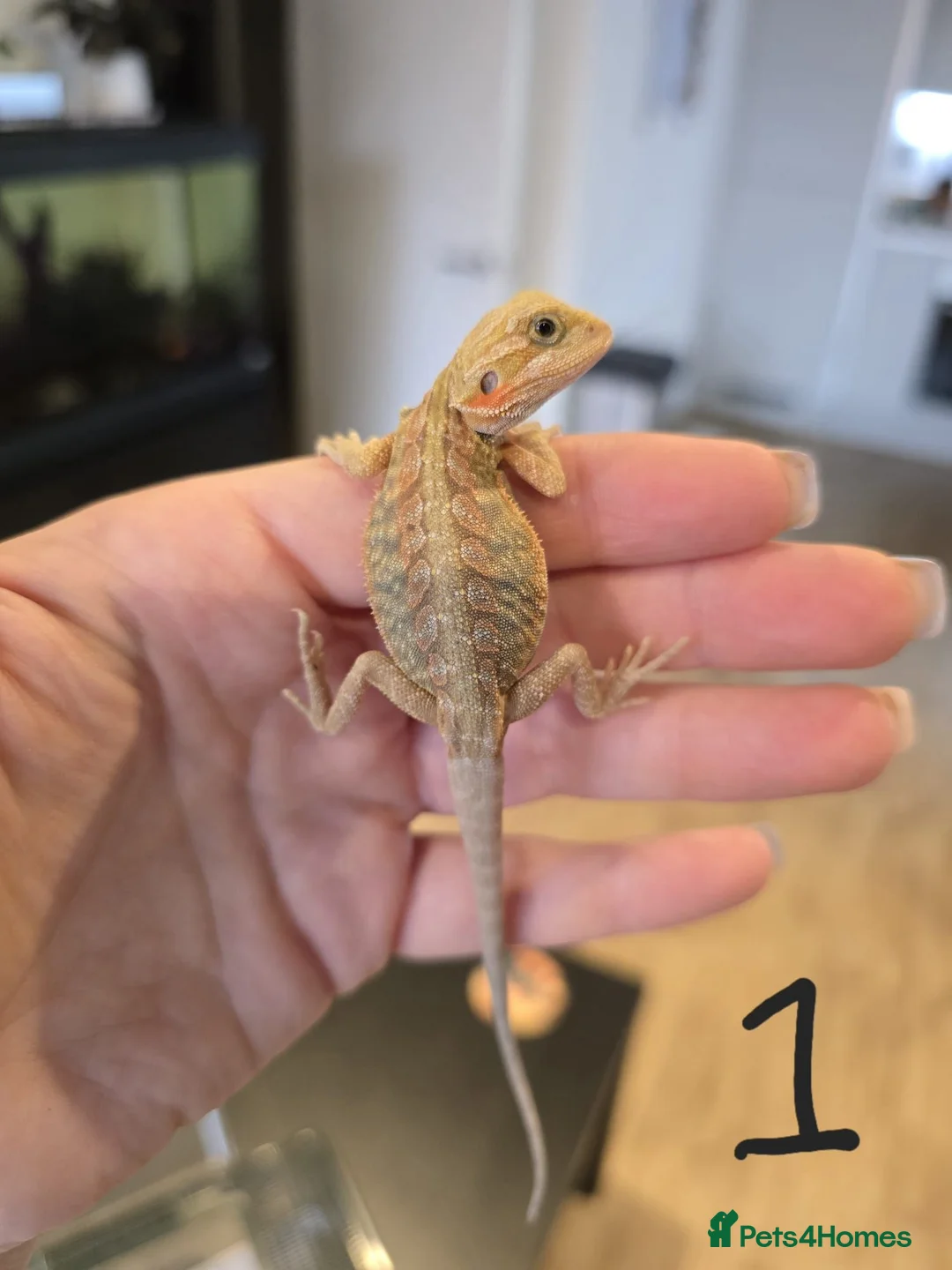 Bearded Dragon reptiles for sale: 9 x Baby bearded dragons - Advert 3