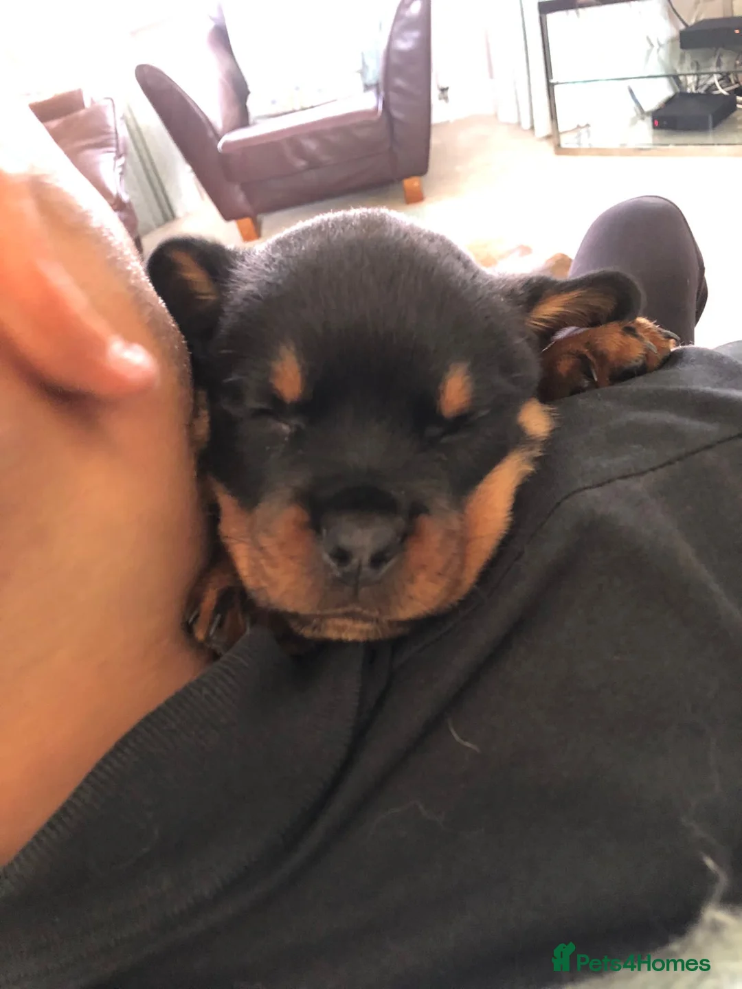 Rottweiler dogs for stud: Rottweiler dog for stud  - Advert 8