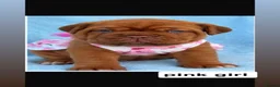 Dogue De Bordeaux dogs for sale: Stunning Dogue de Bordeaux puppies - Advert 5