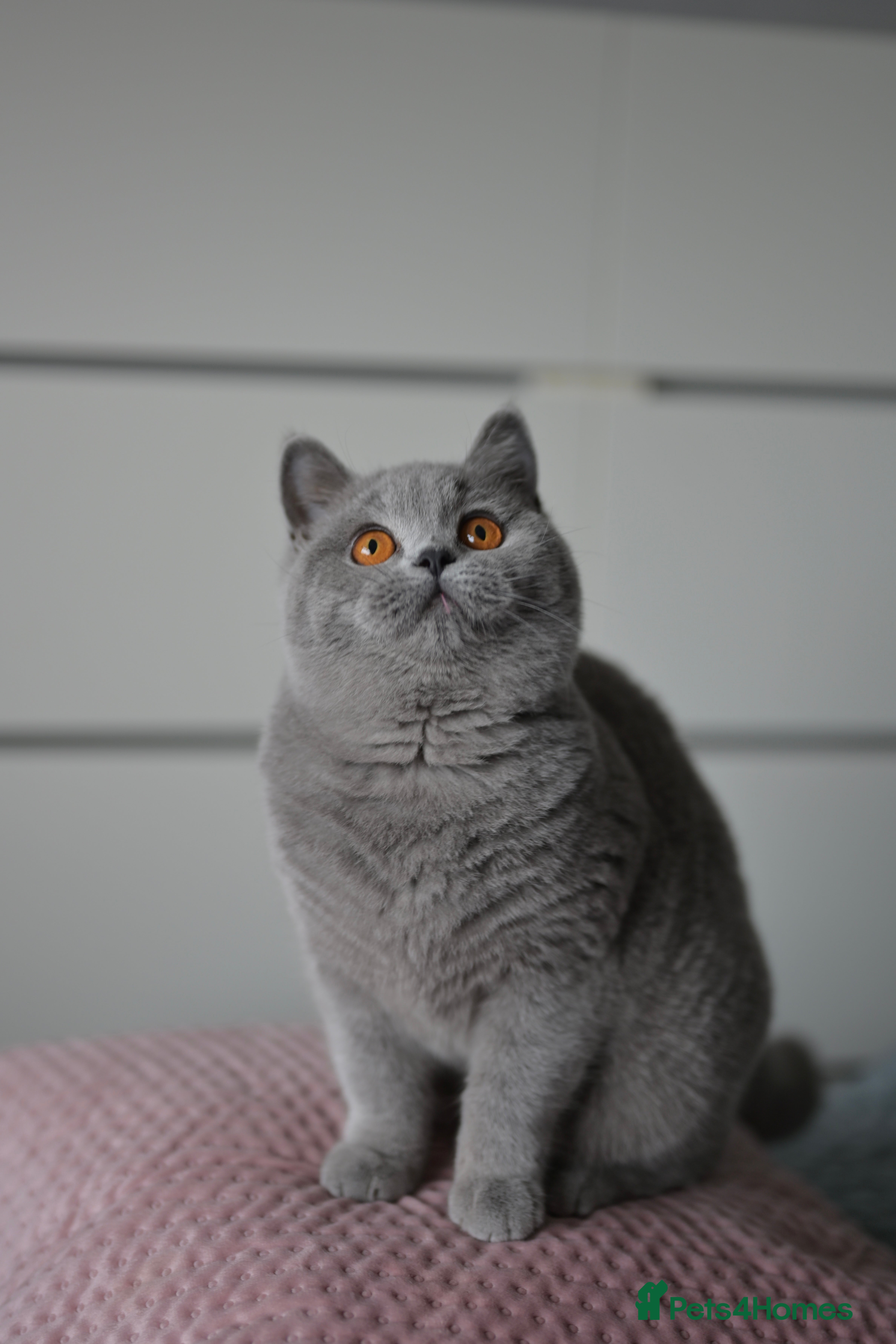 British Shorthair cats GCCF reg blue kittens ready to go from  - Advert 1