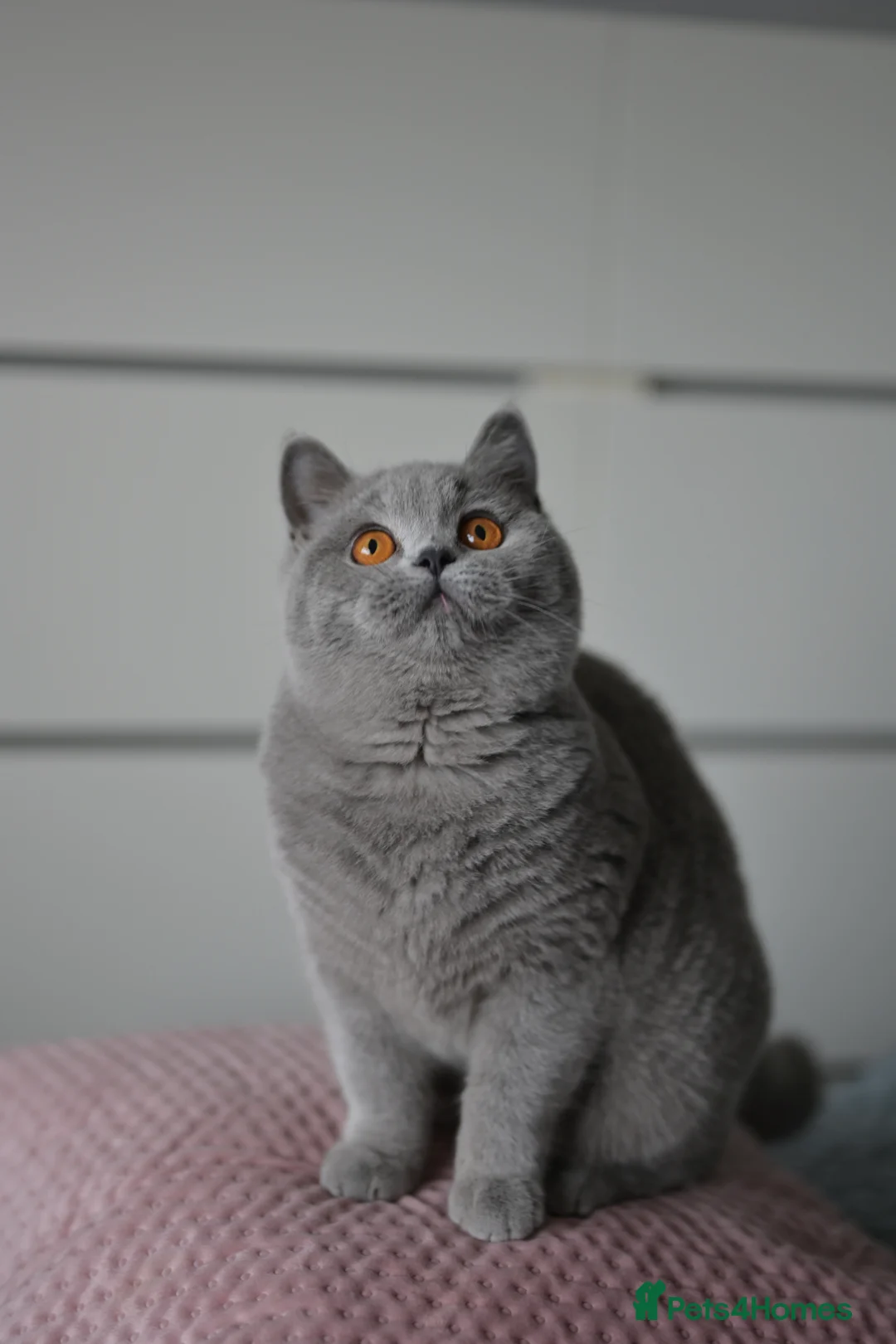British Shorthair cats for sale: GCCF reg blue kittens ready to go from  - Advert 1