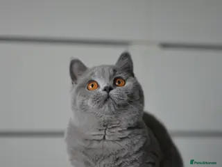 British Shorthair cats GCCF reg blue kittens ready to go from - Advert 1