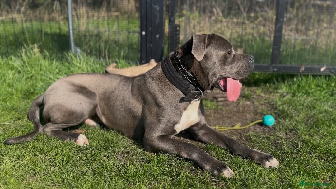 Cane Corso dogs for stud: Cane Corso ICCF Registered - Advert 2