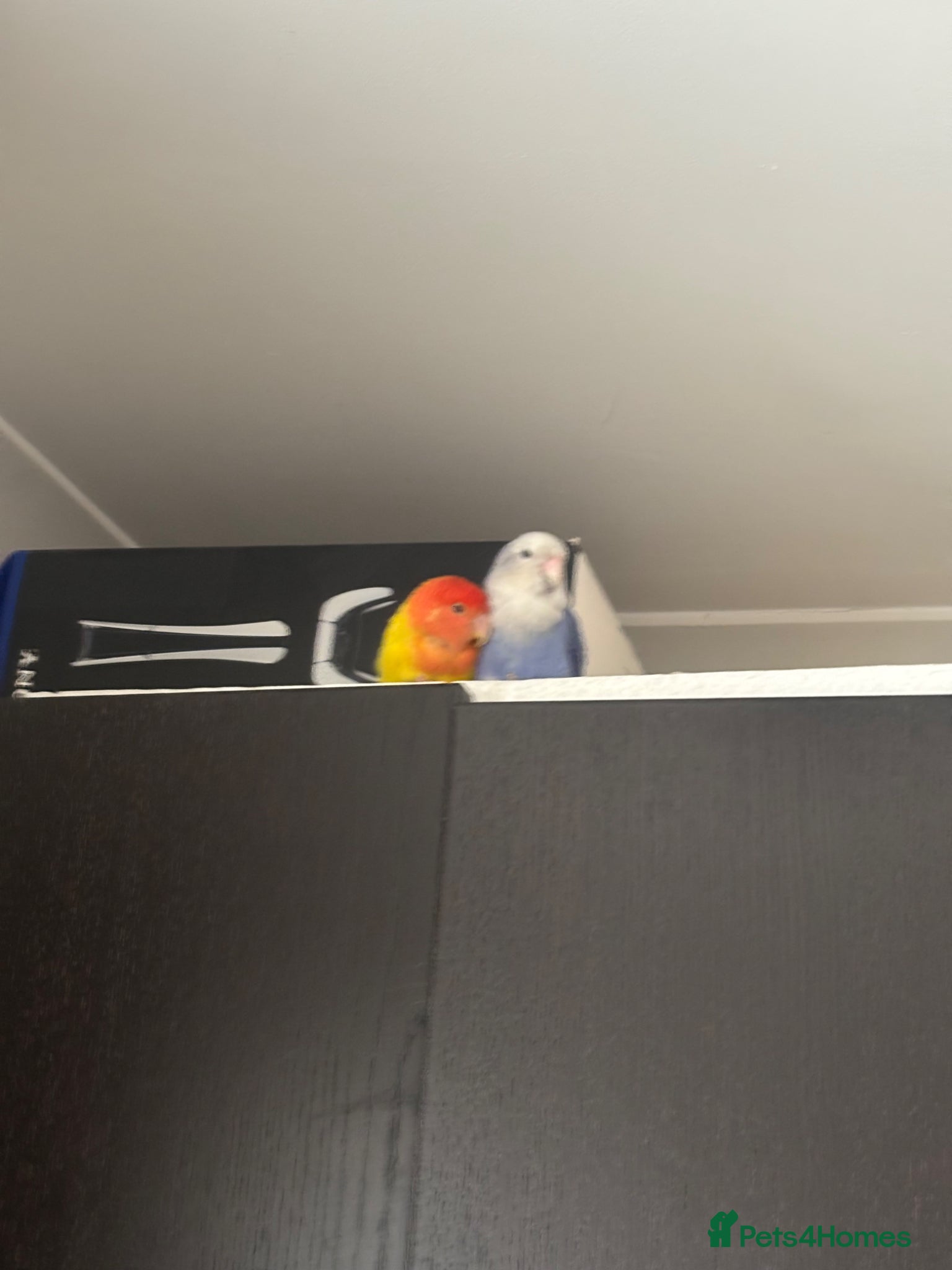 Lovebirds birds Lovebirds - Advert 16