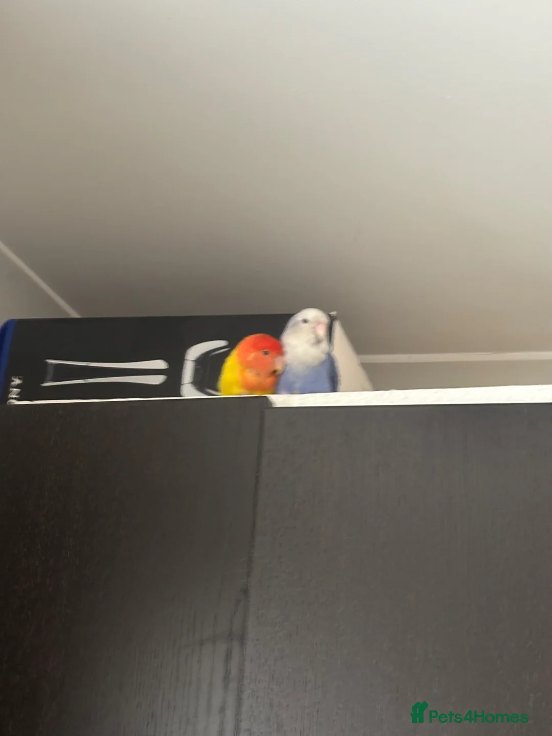 Lovebirds birds for sale: Lovebirds in London - Advert 1