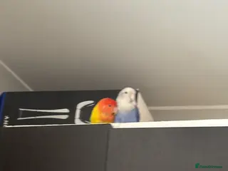 Lovebirds birds Lovebirds - Advert 16