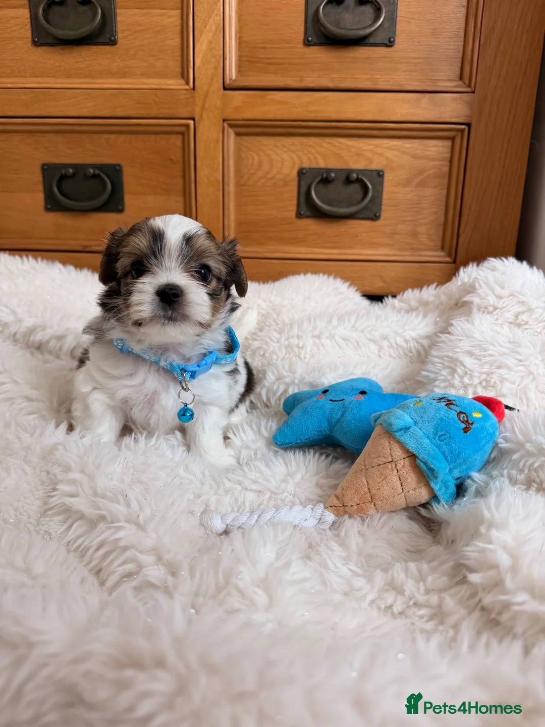 Yorkshire Terrier dogs for sale: Beautiful Petite Biewer Terrier Puppies /Pedigree  - Advert 40