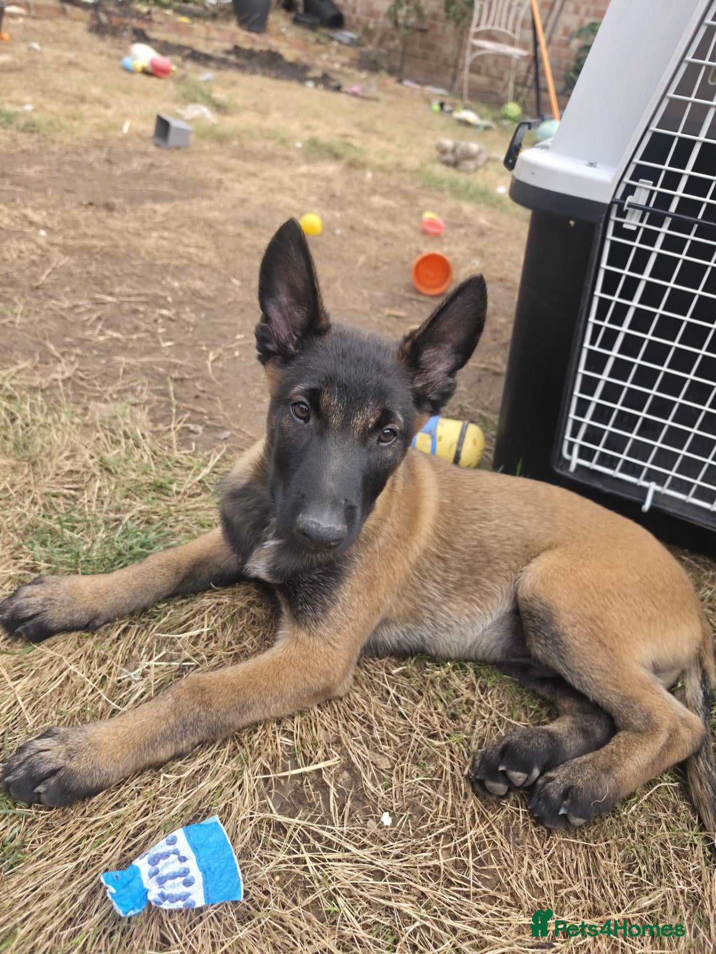 Belgian Shepherd Dog dogs Belgian malinois puppies - Advert 10
