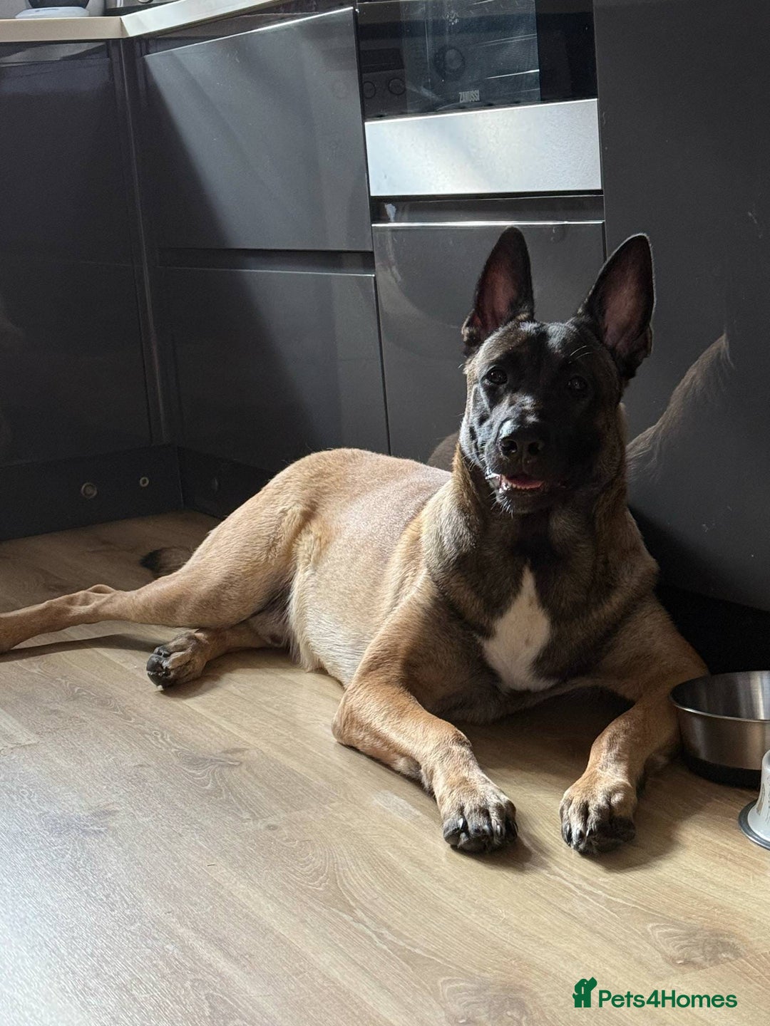 Belgian Shepherd Dog dogs for stud: For stud only - Advert 5