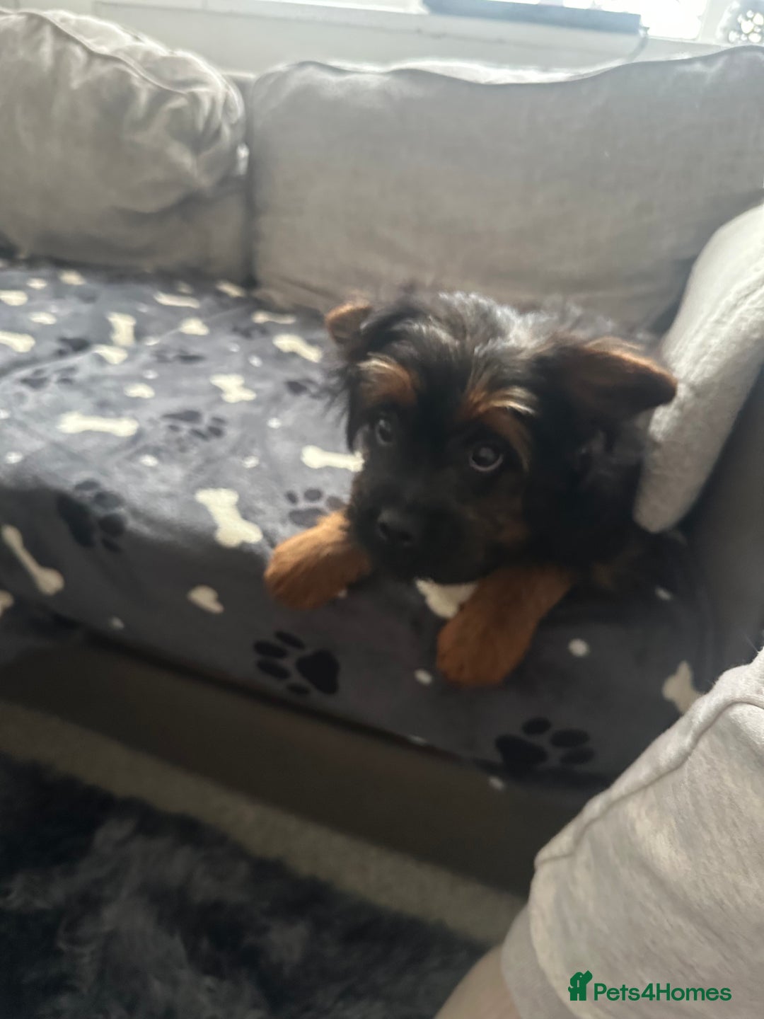 Mixed Breed dogs for sale: French bulldog/poodle  - Advert 1