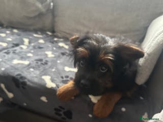 Mixed Breed dogs French bulldog/poodle - Advert 4