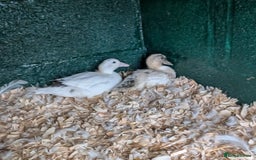 Ducks poultry for sale: Call duck pair - Image 2