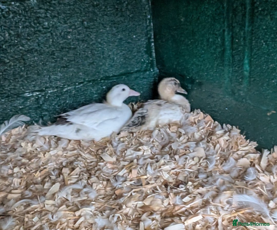 Ducks poultry for sale: Call duck pair - Image 2
