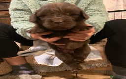 Newfoundland dogs for sale: ✨ Stunning Chocolate Newfoundland Puppies ✨ - Image 24