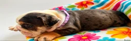 English Bulldog dogs for sale: Sad beginning to a beautiful ending - Advert 15