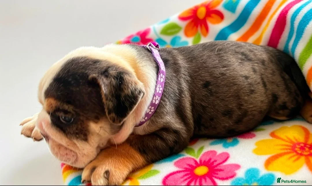 English Bulldog dogs for sale: Sad beginning to a beautiful ending - Advert 30