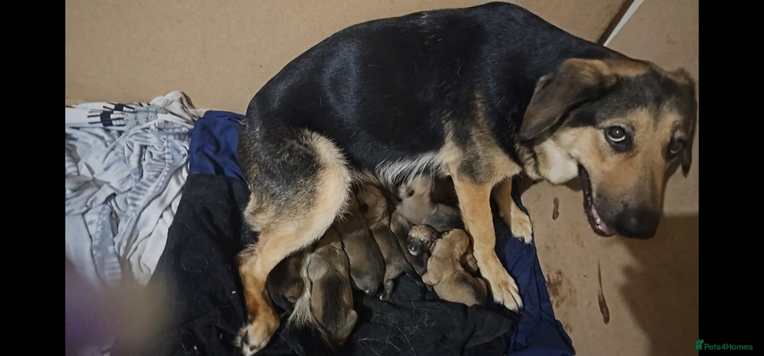 Mixed Breed dogs for sale: German Mastiff pups - Advert 12