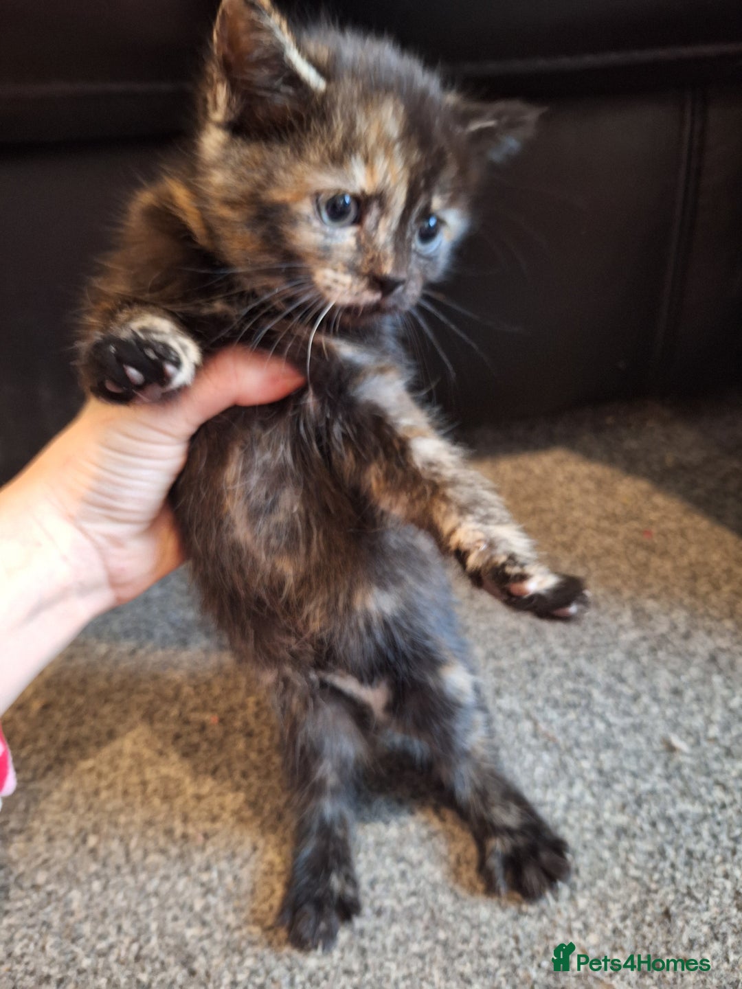 Mixed Breed cats for sale: Mix breed kittens, 1/4 ragdoll  - Advert 19