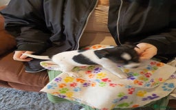 Jack Russell dogs for sale: Stunning Jack Russell Puppies  - Image 20